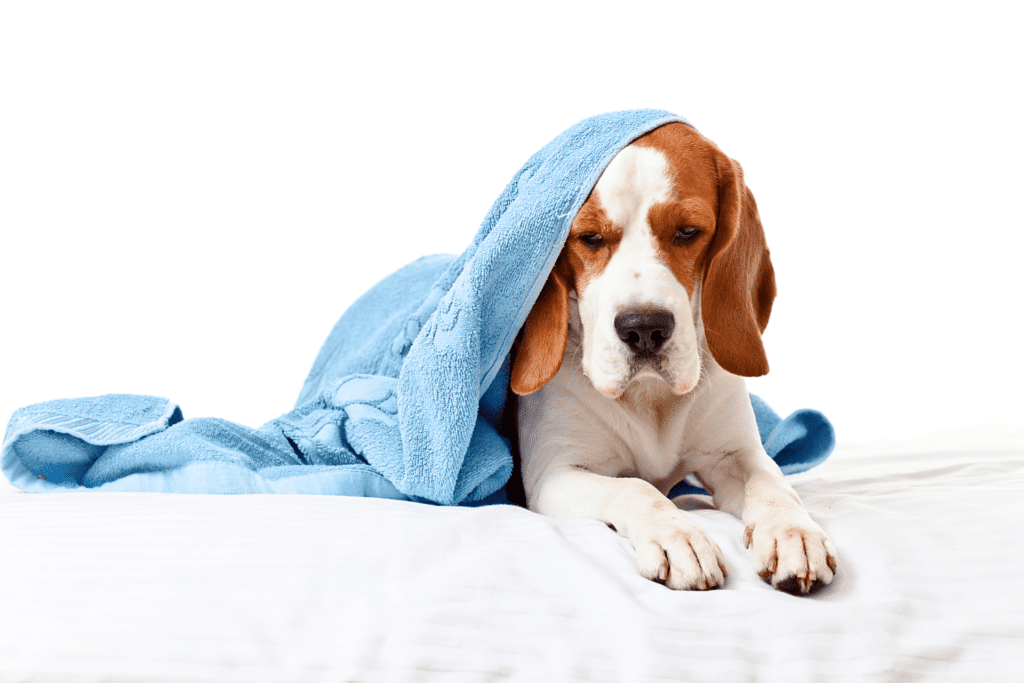 Dog Flu Products