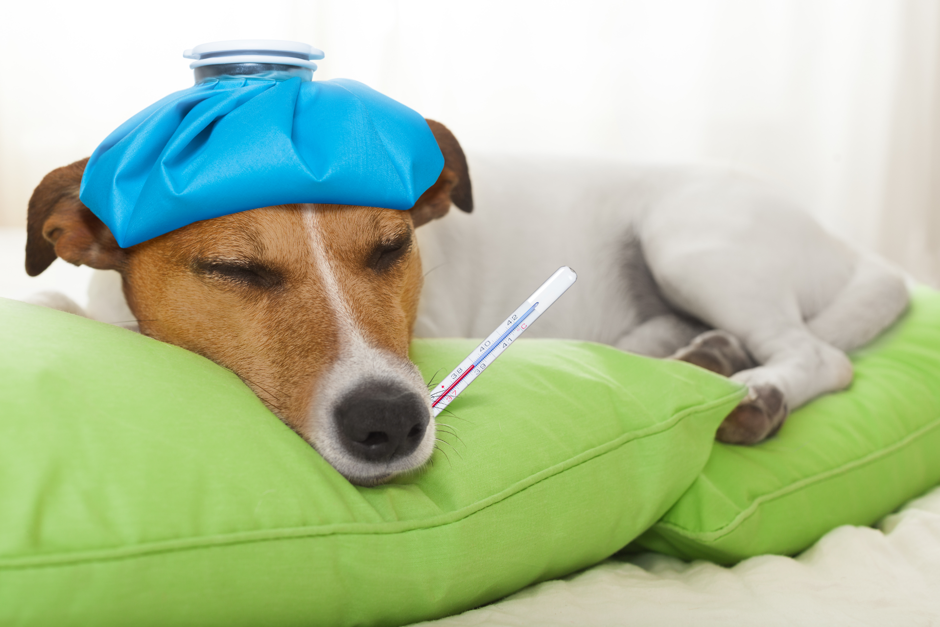 Can Dogs Get the Flu